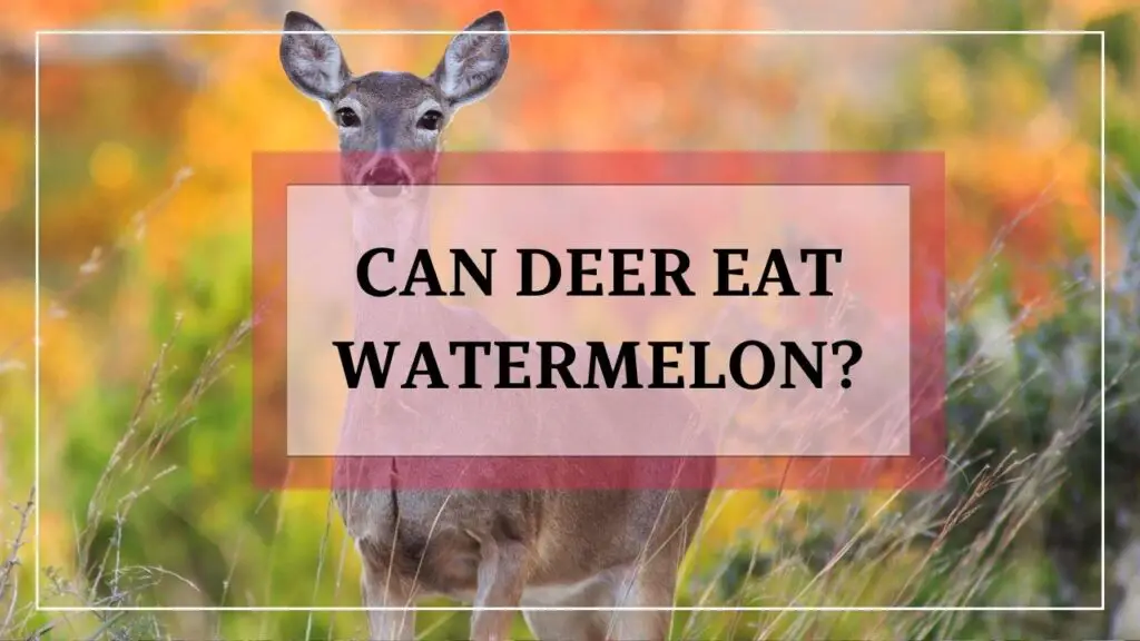 Can Deer Eat Watermelon featured image