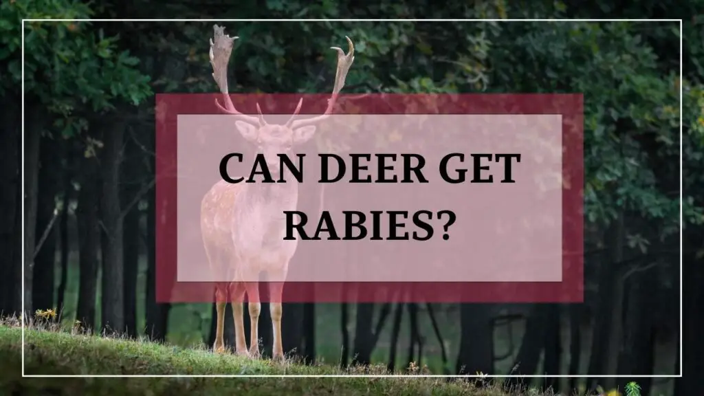 Can Deer Get Rabies featured image