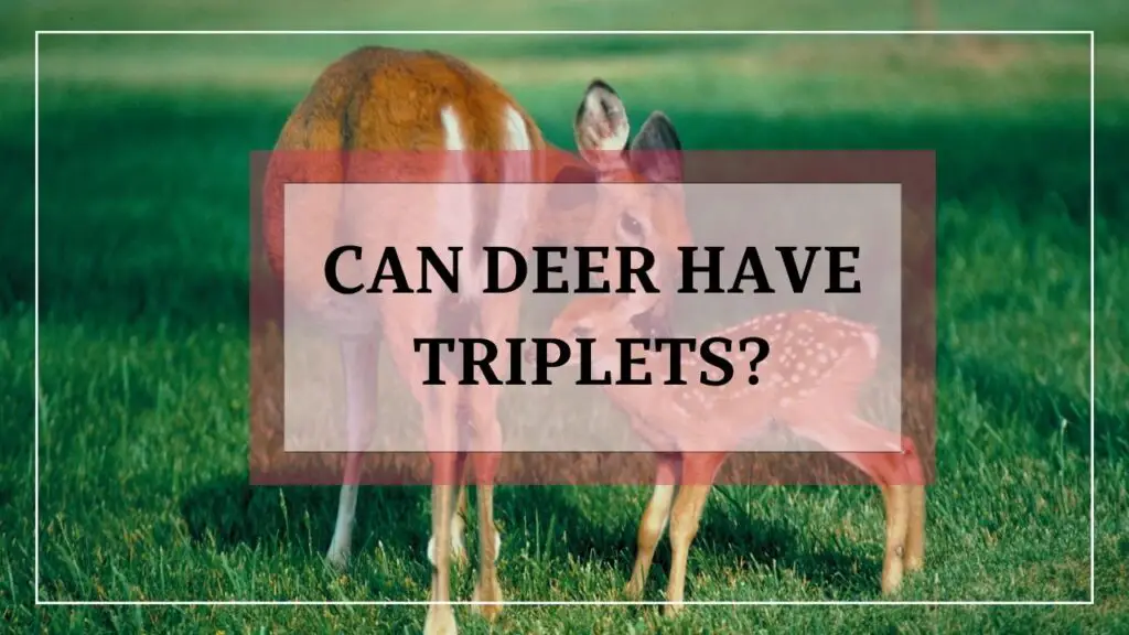 Can Deer Have Triplets featured image