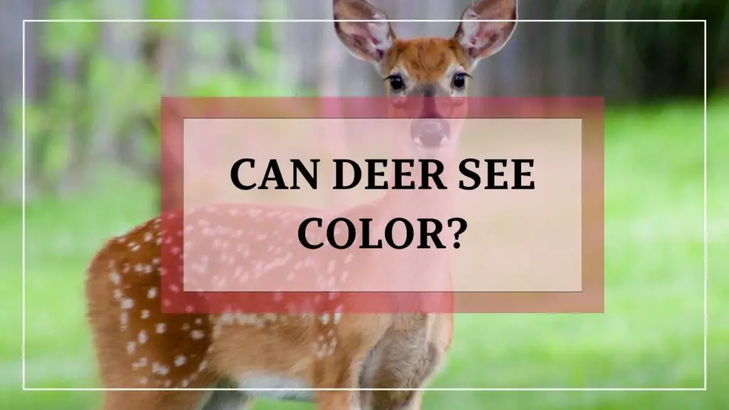 Can Deer See Color featured image