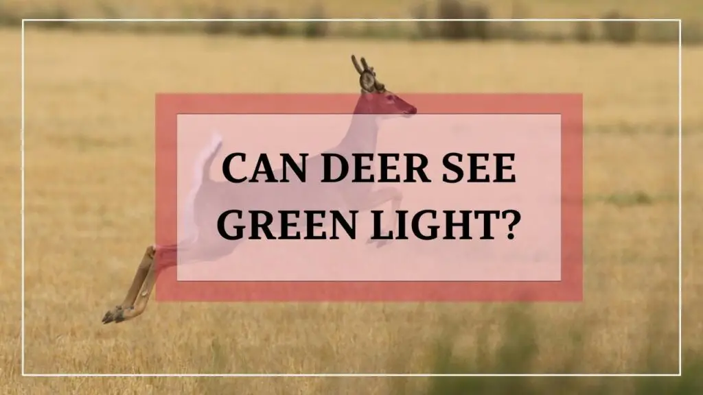 Can Deer See Green Light featured image