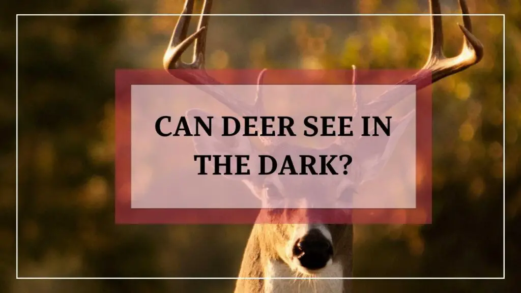 Can Deer See In The Dark featured image