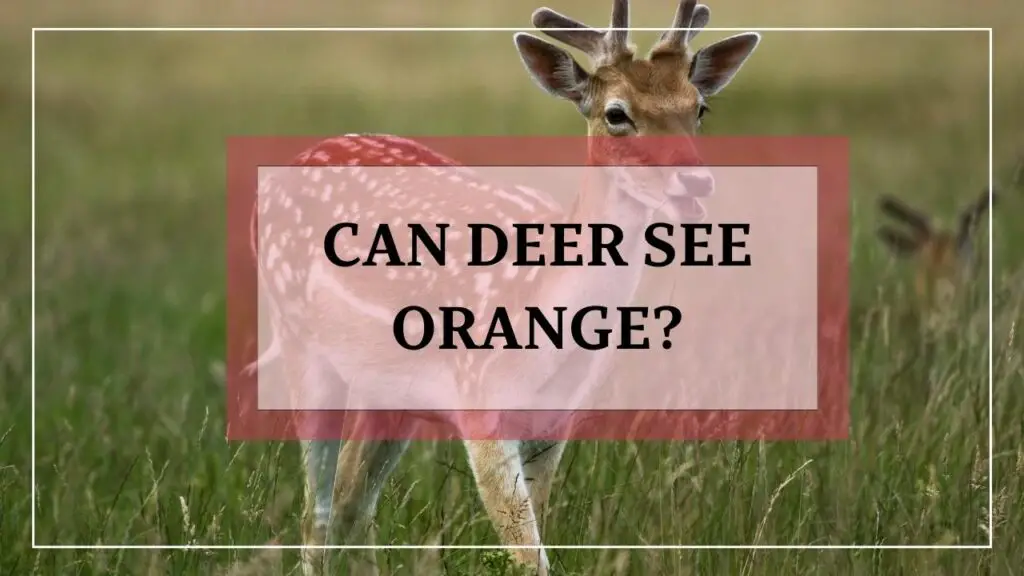 Can Deer See Orange featured image