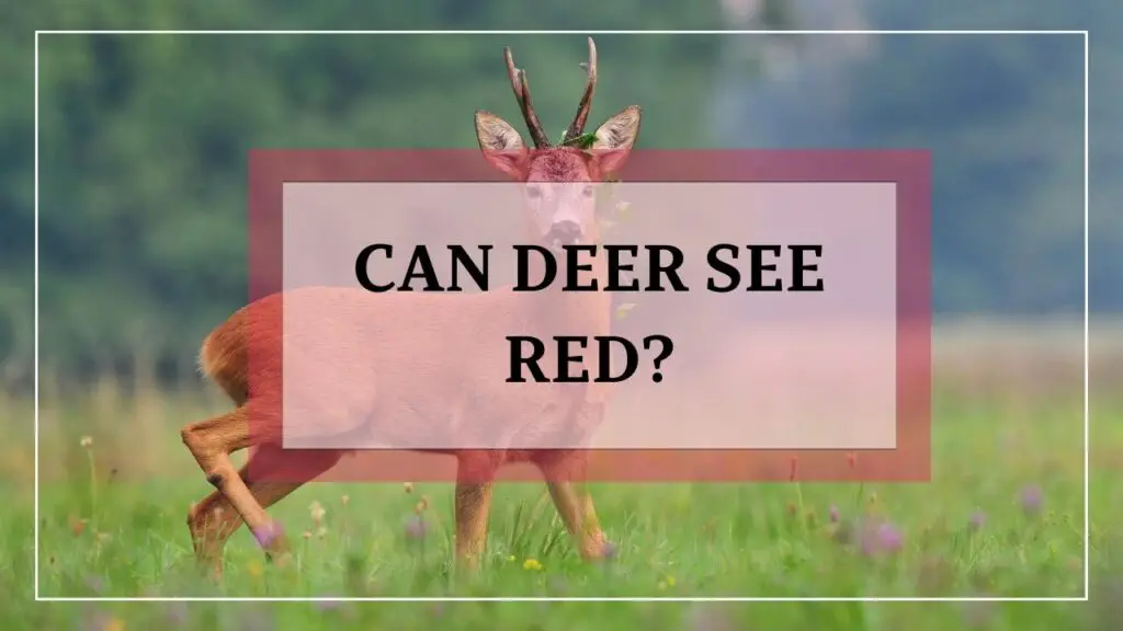 Can Deer See Red featured image