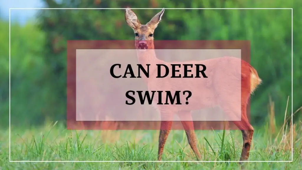 Can Deer Swim featured image