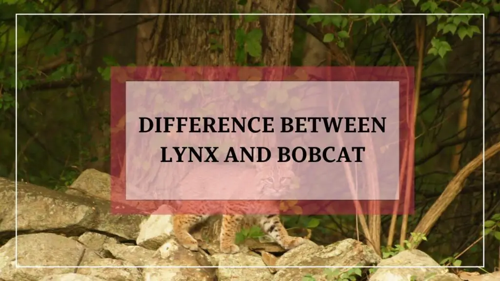 Difference Between Lynx And Bobcat featured image