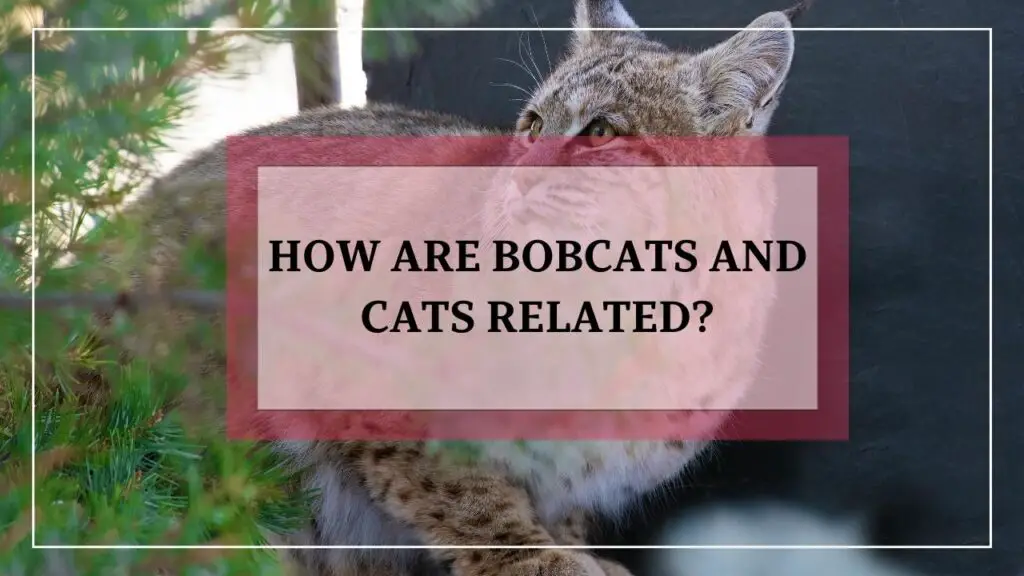 How Are Bobcats And Cats Related featured image