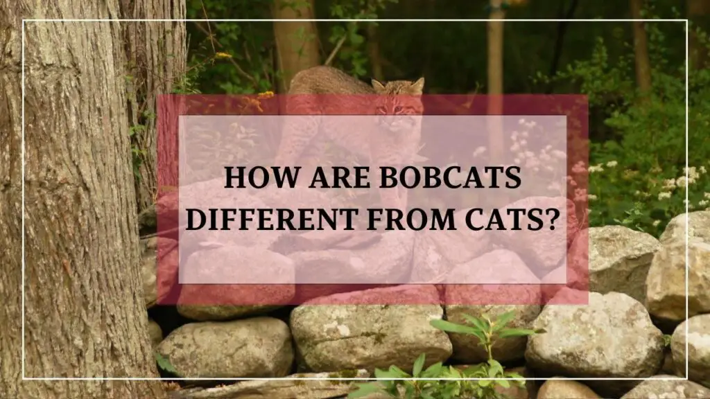 How Are Bobcats Different From Cats featured image