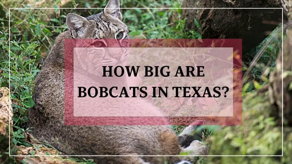 How Big Are Bobcats In Texas? featured image