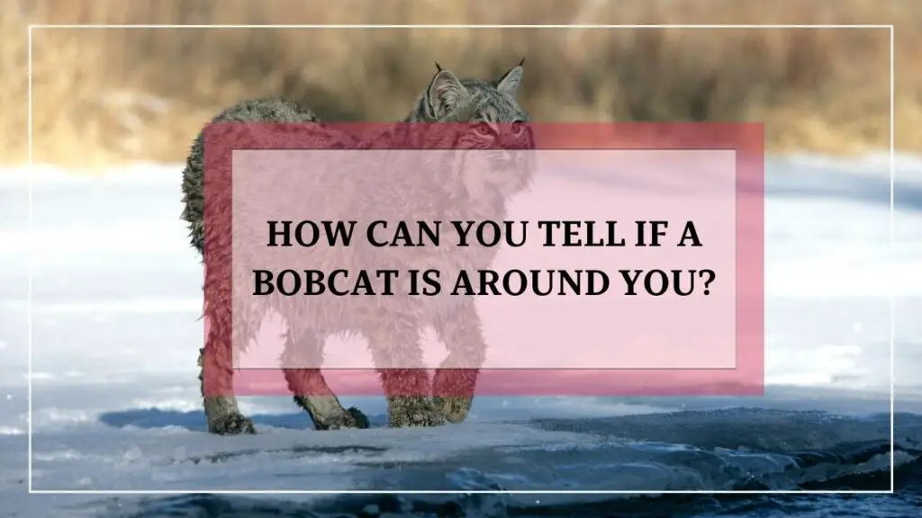 How Can You Tell If A Bobcat Is Around You featured image