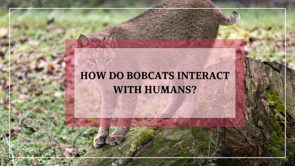 How Do Bobcats Interact With Humans featured image