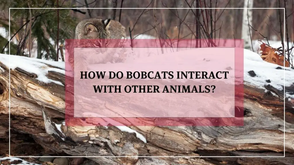 How Do Bobcats Interact With Other Animals featured image