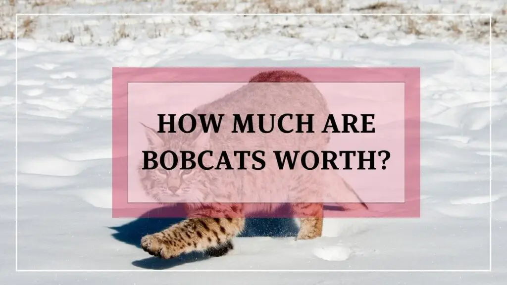 How Much Are Bobcats Worth? featured image