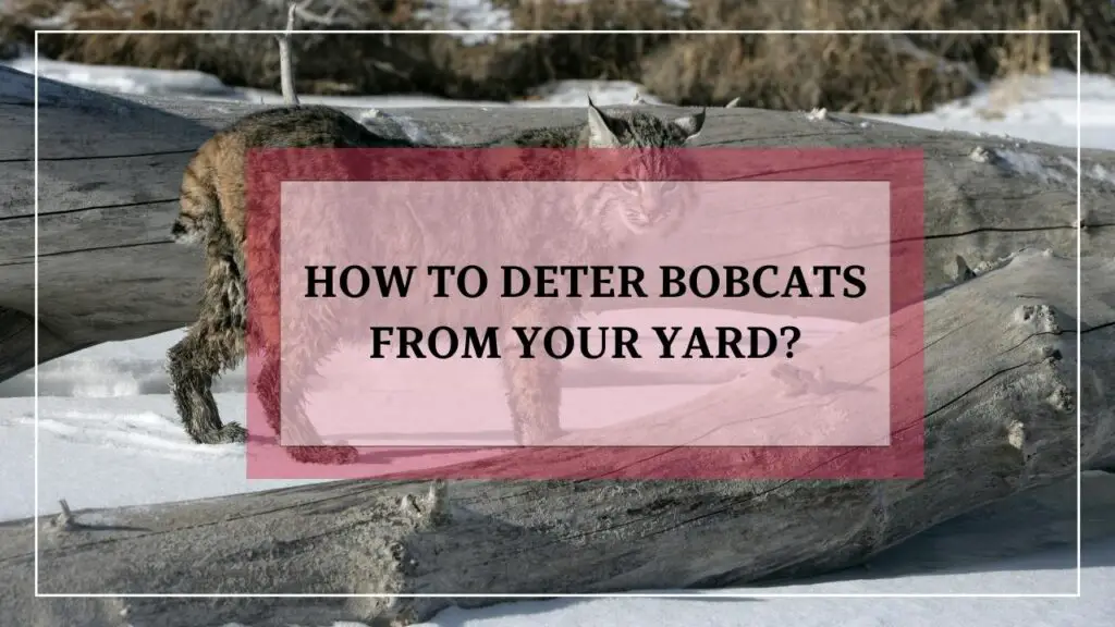 How To Deter Bobcats From Your Yard featured image