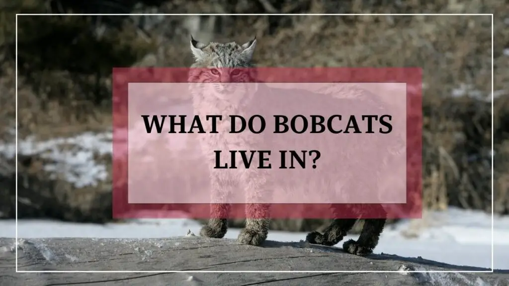 What Do Bobcats Live In featured image