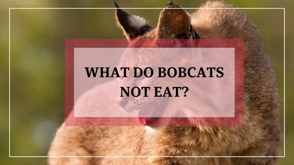 What Do Bobcats Not Eat featured image