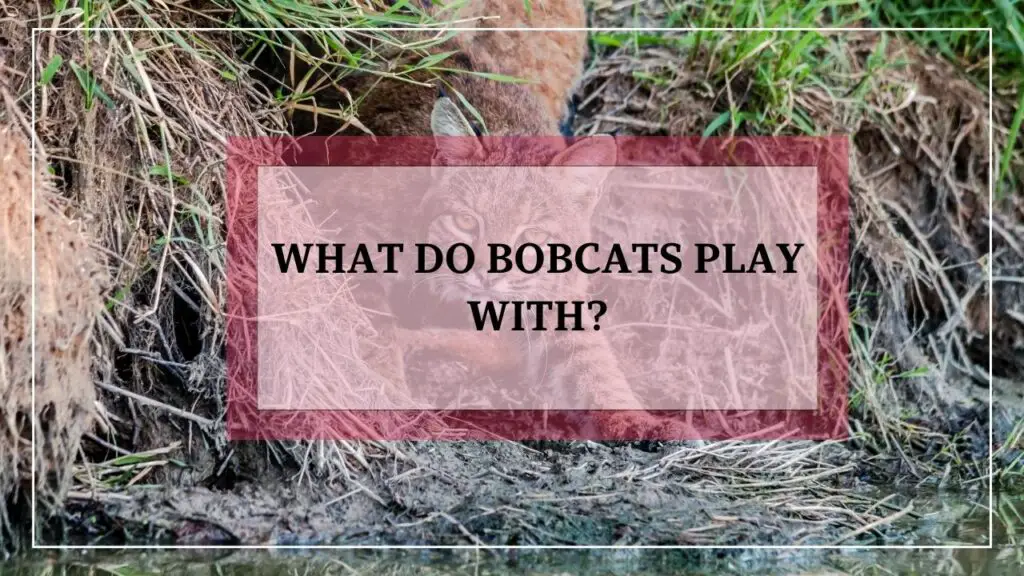 What Do Bobcats Play With featured image