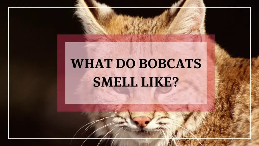 What Do Bobcats Smell Like featured image