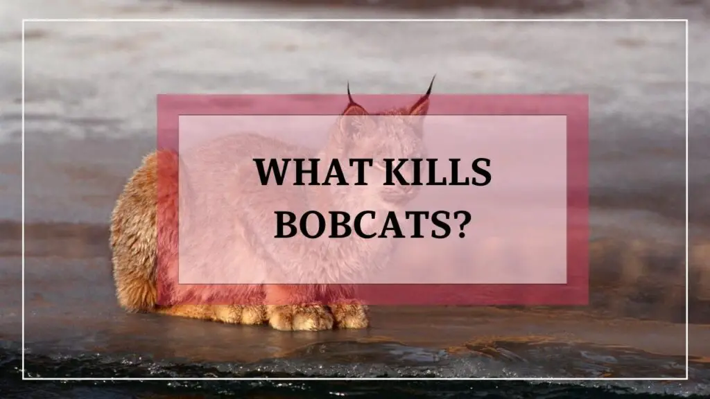 What Kills Bobcats featured image