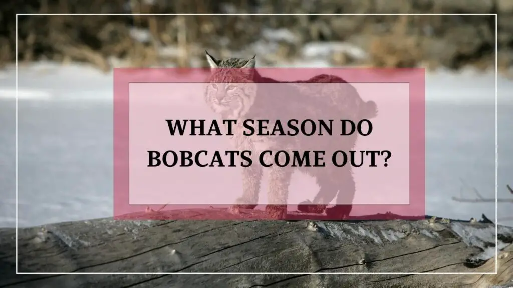 What Season Do Bobcats Come Out featured image