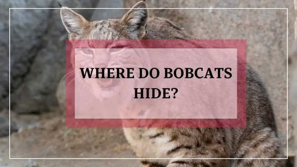 Where Do Bobcats Hide featured image