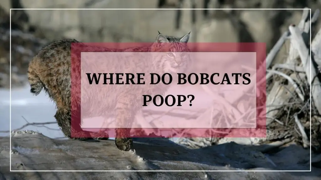 Where Do Bobcats Poop featured image