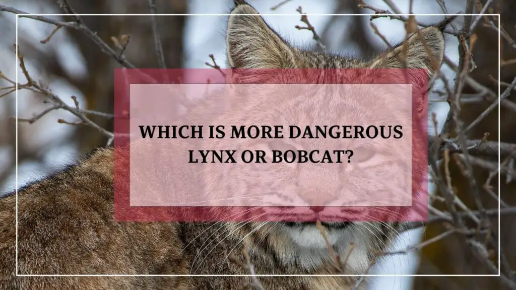 Which Is More Dangerous Lynx Or Bobcat? featured image