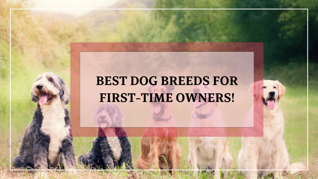 Best Dog Breeds For First Time Owner