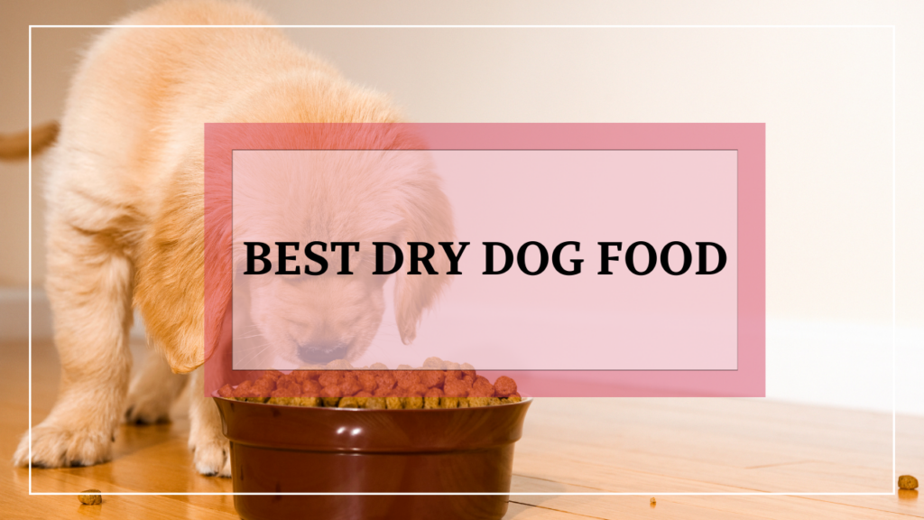 best dry dog food featured image