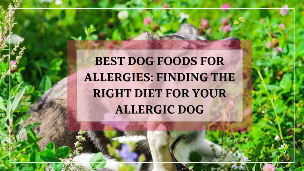 5 Best Dog Foods for Allergies: Finding the Right Diet for Your Allergic Dog