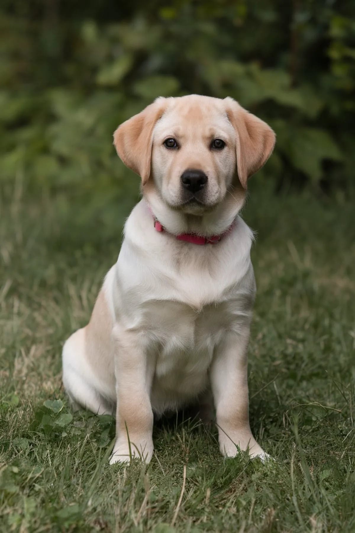 Best Big Dog Breeds – Your Ultimate Guide to Choosing the Perfect Large ...