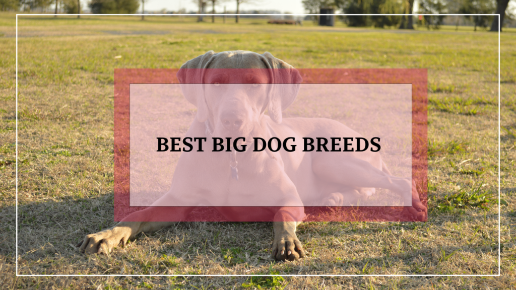 Best Big Dog Breeds – Your Ultimate Guide to Choosing the Perfect Large Canine Companion