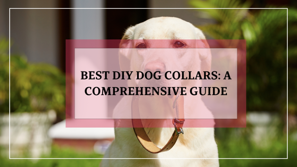 Best DIY Dog Collars A Comprehensive Guide