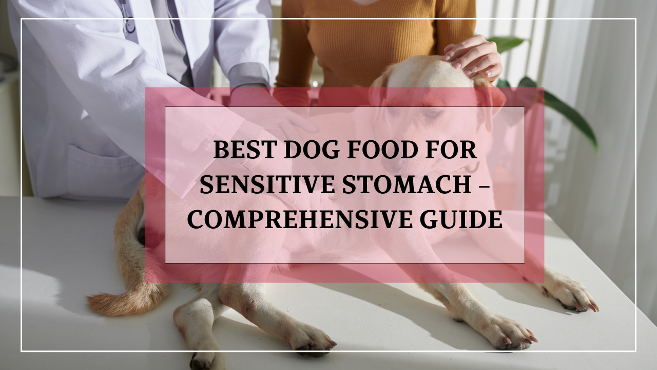 14 Homemade Dog Food for Sensitive Stomach – Comprehensive Guide ... - Sensitive Stomach Dog Food With Adaptogenic Herbs
