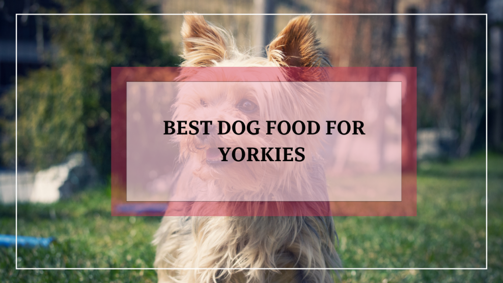 Best Dog Food for Yorkies