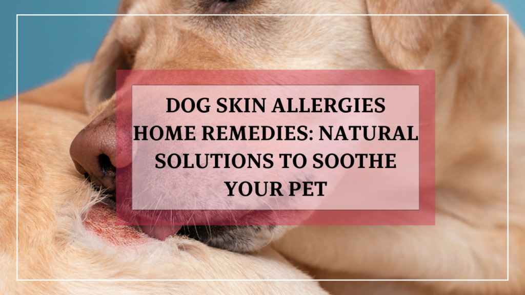 Dog Skin Allergies Home Remedies: Natural Solutions to Soothe Your Pet