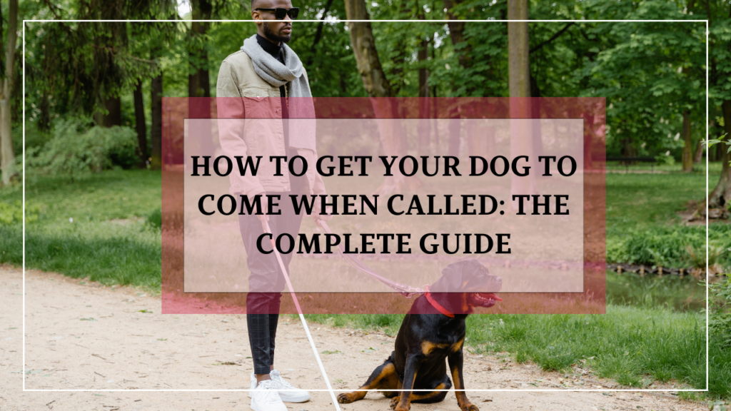 How To Get Your Dog To Come When Called The Complete Guide