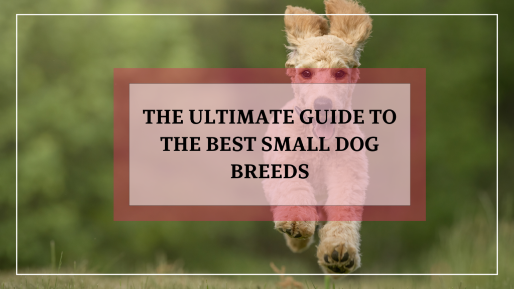 Best small dog breeds