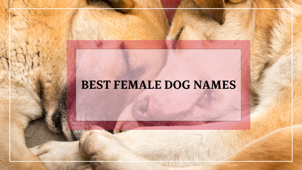 Top 21 Best Female Dog Names: Unleash Your Creativity and Discover the Ideal Name