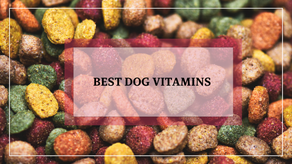 Best Dog Vitamins – The Ultimate Guide to Keeping Your Dog Healthy