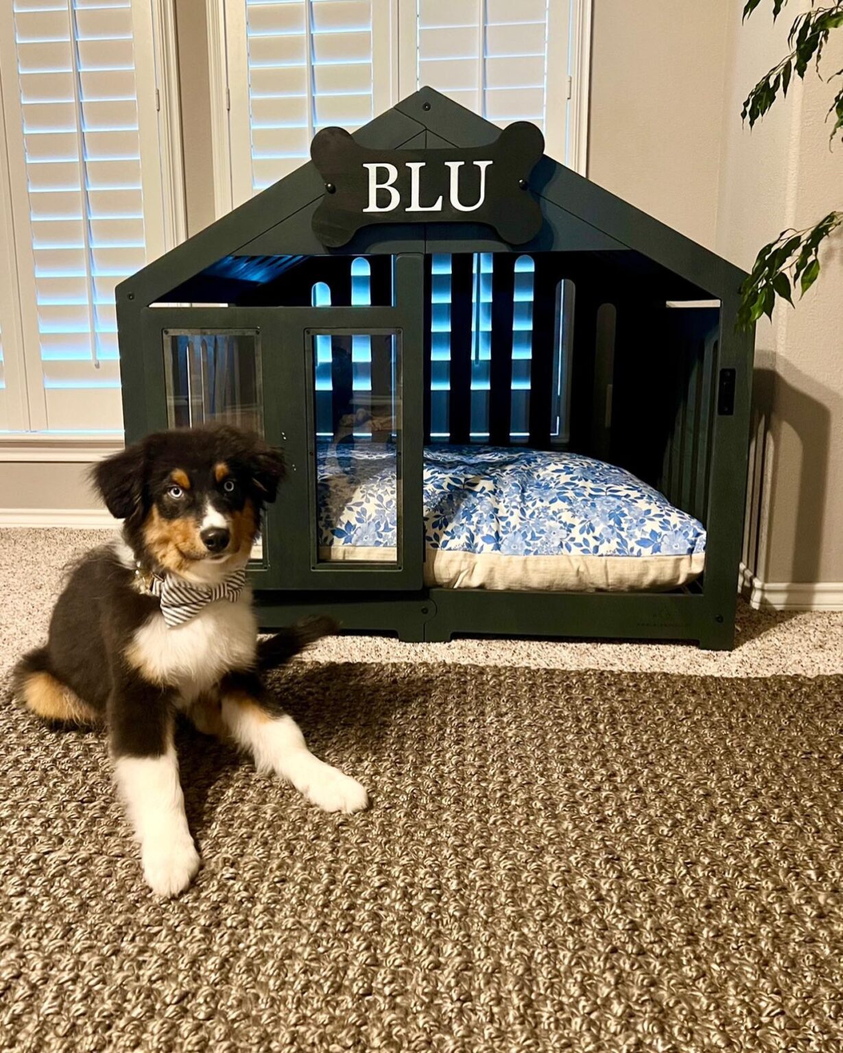 14 Outdoor Dog Houses Built for Weather, Comfort, and Real Dogs