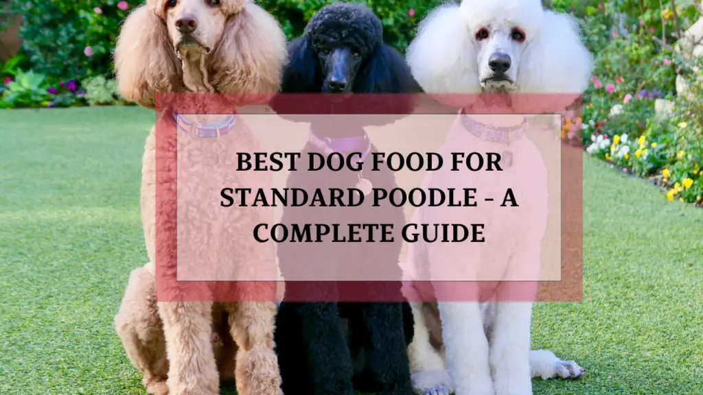 Best Dog Food for Standard Poodle