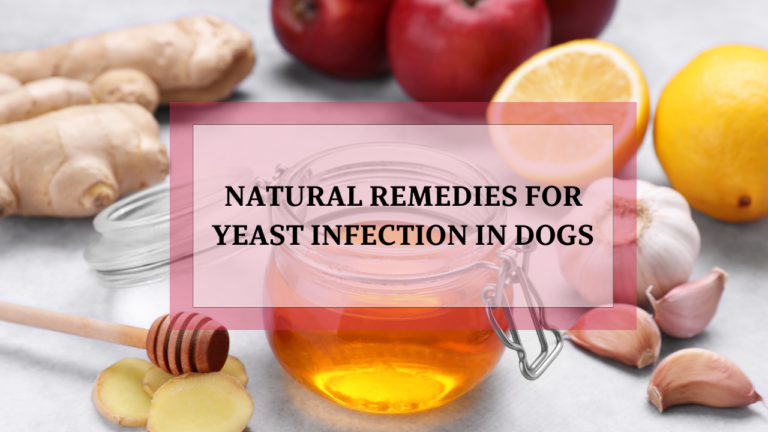 Snapshot of Yeast Infection Puppy Food Home Remedies