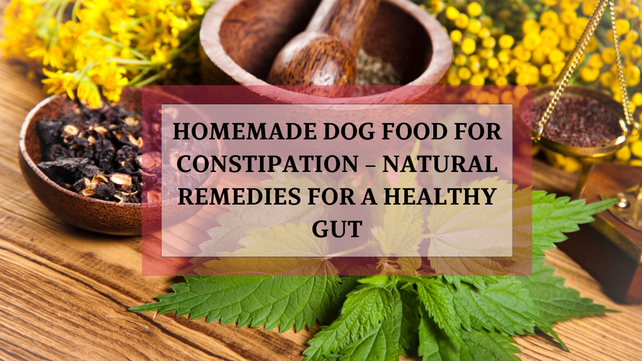 Homemade Dog Food for Constipation – Natural Remedies for a Healthy Gut ...