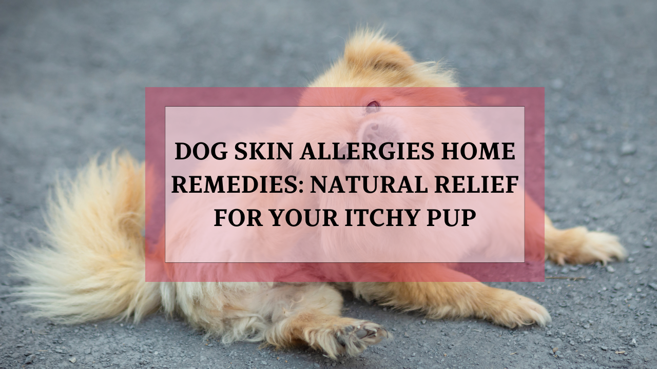 Picture Idea: Dog Skin Allergies Home Remedies Natural Relief For Your Itchy