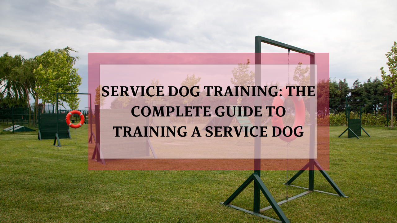 Service dog training near me
