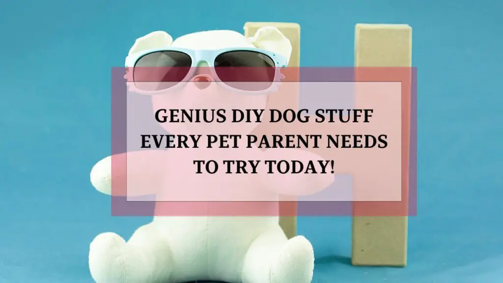 DIY dog stuff