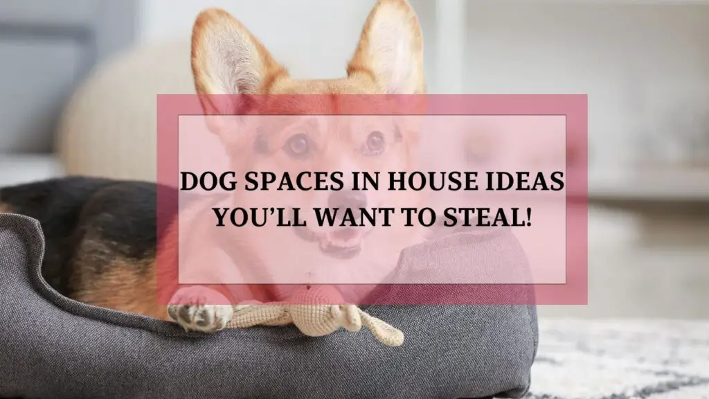 12 Dog Spaces in House Design Ideas You’ll Want to Steal!