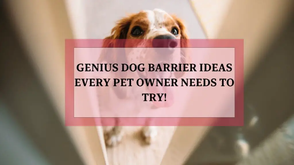 Dog Door Ideas