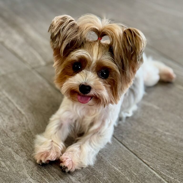 Morkie Grooming: The Haircut Styles That Keep Them Looking Their Best ...